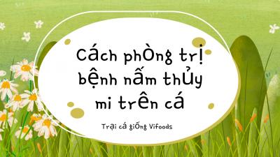 Cách phòng trị bệnh nấm thủy mi trên cá